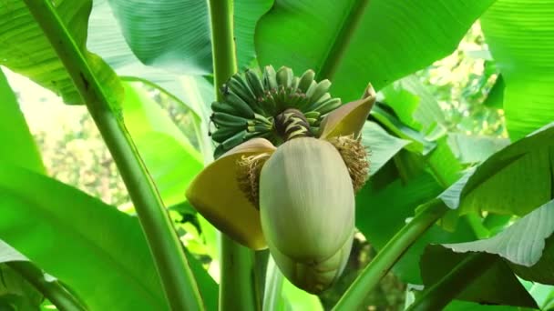 Банановая пальма в природе. Бананы растут на пальме в тропическом лесу — стоковое видео