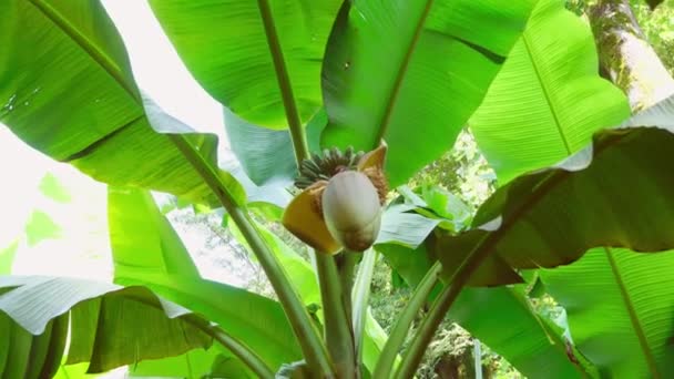 Palmera de plátano en la naturaleza. Plátanos crecen en una palmera en un bosque lluvioso — Vídeo de stock