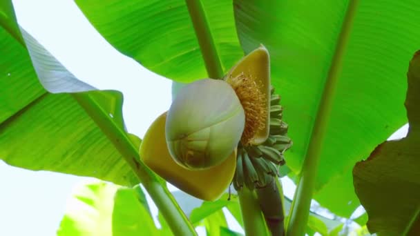 Palma bananowa w naturze. Banany rosną na palmach w lesie deszczowym — Wideo stockowe