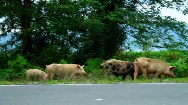 Biggen rennen achter het varken aan, tonen fokken, snuiven gras, de grond in de wei. — Stockvideo