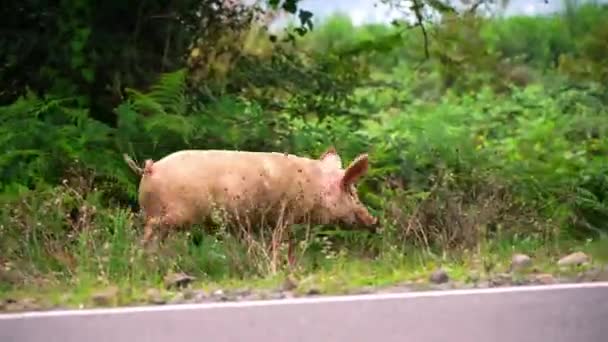 Un porc aleargă pe iarbă căutând mâncare. Conceptul de reproducere agricolă. — Videoclip de stoc