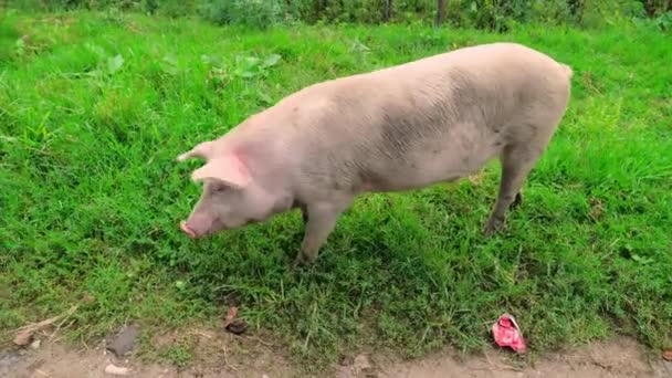 Ένα γουρούνι τρέχει στο γρασίδι ψάχνοντας για φαγητό. έννοια της εκτροφής. — Αρχείο Βίντεο