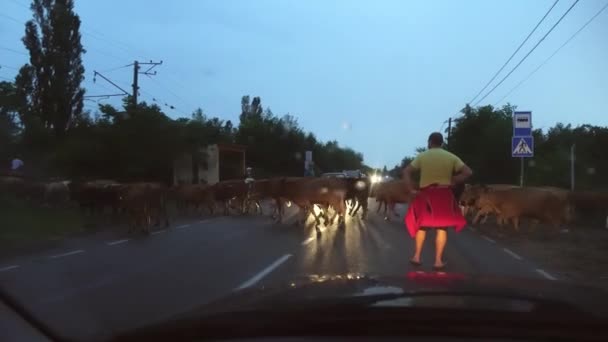 Pohled první osoby na silnici, ovčák, který řídí krávy. — Stock video