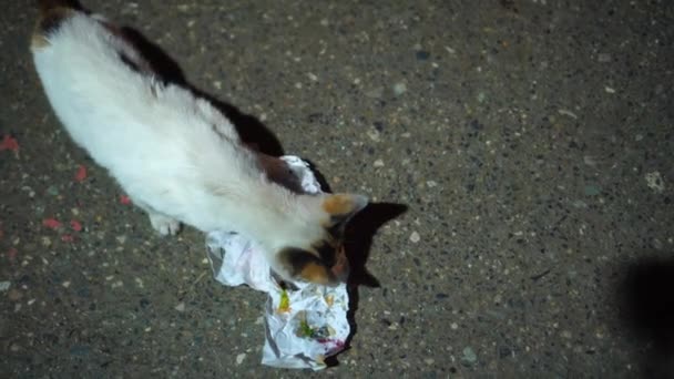 Street wild and spotted feline cat eats shawarma in paper on the ground, — Stock Video