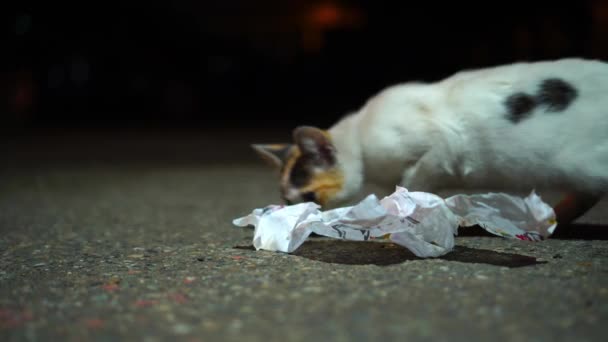 Straße wilde und gefleckte Katze frisst Shawarma in Papier auf dem Boden, — Stockvideo