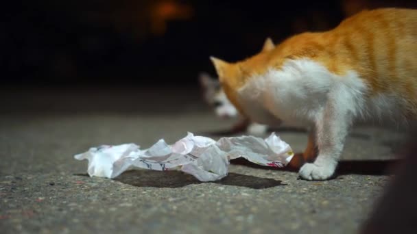 Street wild and spotted feline cat eats shawarma in paper on the ground, — Stock Video