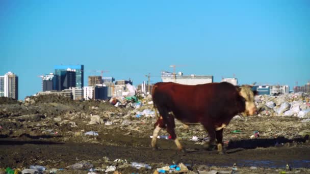 Vuilnisbelt. Wolkenkrabbers, koeien lopen en grazen. — Stockvideo