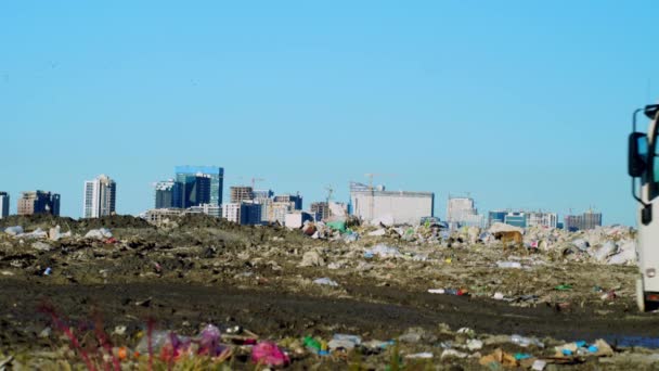 Vuilnisbelt. Wolkenkrabbers, koeien lopen en grazen. — Stockvideo