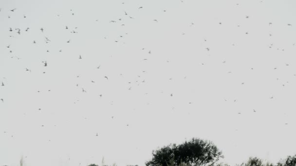 Um bando de pássaros voando no céu está gritando. o conceito de caos. — Vídeo de Stock