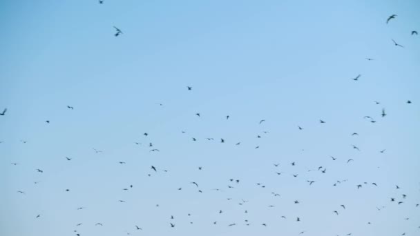 Un troupeau d'oiseaux volant dans le ciel crie. le concept de chaos. — Video