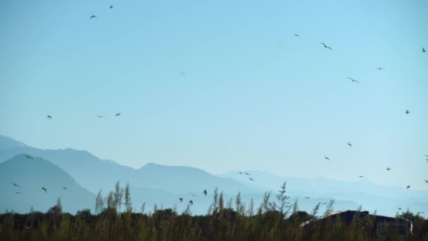 Un troupeau d'oiseaux volant dans le ciel crie. le concept de chaos. — Video