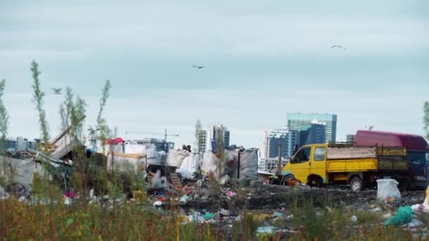 Garbage dump. Skyscrapers, cows walk and graze. — Stock Video