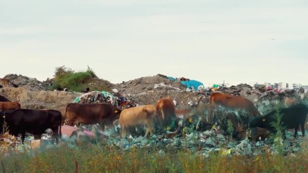 Vuilnisbelt. Wolkenkrabbers, koeien lopen en grazen. — Stockvideo