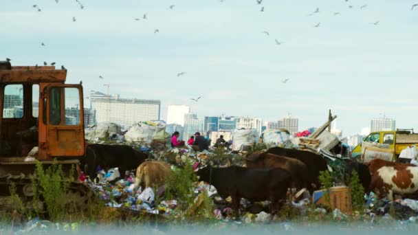 Basura de basura. Rascacielos, vacas caminan y pastan. — Vídeo de stock