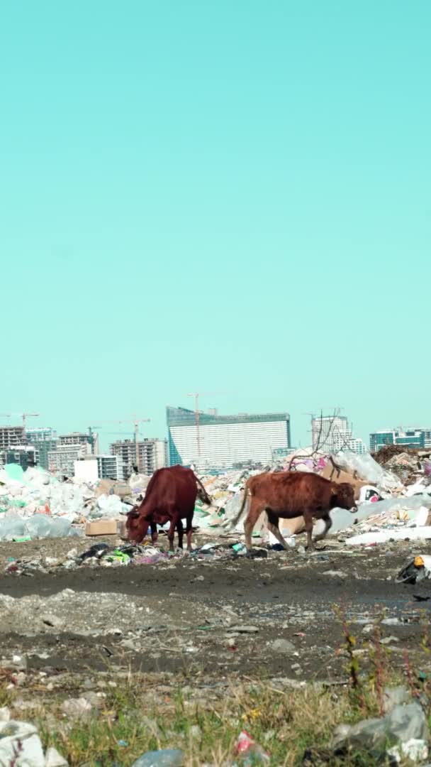Depósito de lixo. Arranha-céus, vacas caminham e pastam. — Vídeo de Stock