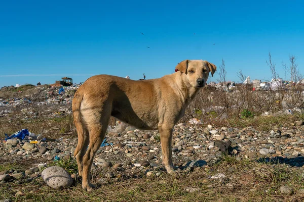 Close-up of a sad chipped red dog in a landfill on a sunny day. Concept of ecology, homeless animals