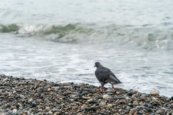 Samotny Gołąb Spaceruję Morze Fala Żwirowy Plaża Kopiuję Miejsce Zdjęcie — Zdjęcie stockowe