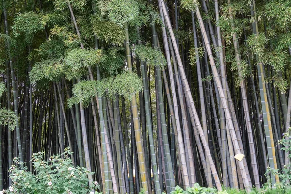Pohon Bambu Close Latar Belakang Alami — Stok Foto