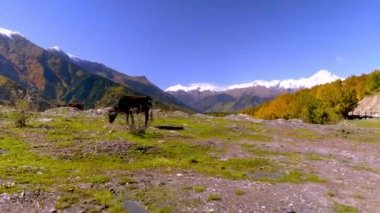 Siyah bir inek kameraya bakar. Gürcistan 'daki dağlar, Svaneti,