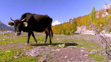 Siyah bir inek kameraya bakar. Gürcistan 'daki dağlar, Svaneti,