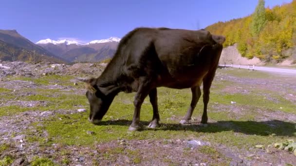 Een zwarte koe kijkt in de camera. bergen in Georgië, in Svaneti, — Stockvideo