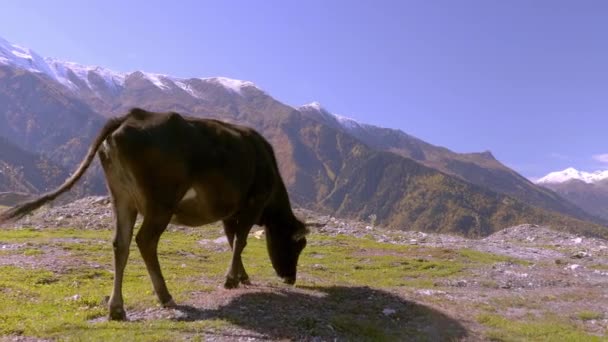 Eine schwarze Kuh blickt in die Kamera. Berge in Georgien, in Svaneti, — Stockvideo