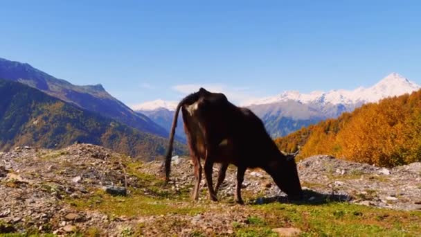 Une vache noire regarde dans la caméra. montagnes en Géorgie, à Svaneti, — Video