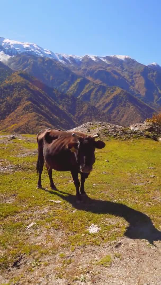 一头黑牛看着摄像机.格鲁吉亚Svaneti山区, — 图库视频影像