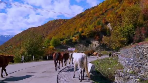 Vacas marrons atravessam uma estrada rural e um carro se aproxima da câmera. — Vídeo de Stock