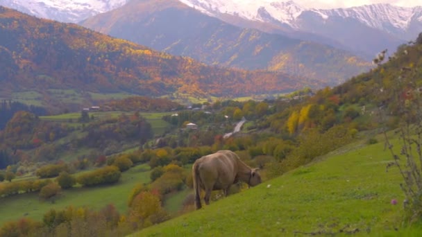 Чёрная корова смотрит в камеру. горы Грузии, в Сванети, — стоковое видео