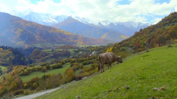 Eine schwarze Kuh blickt in die Kamera. Berge in Georgien, in Svaneti, — Stockvideo