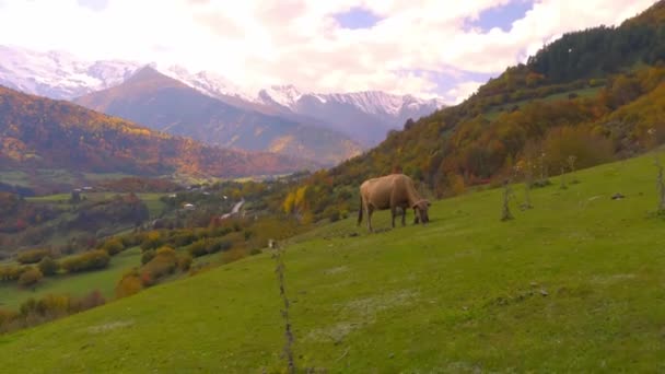 Μια μαύρη αγελάδα κοιτάζει στην κάμερα. βουνά στη Γεωργία, στο Svaneti, — Αρχείο Βίντεο