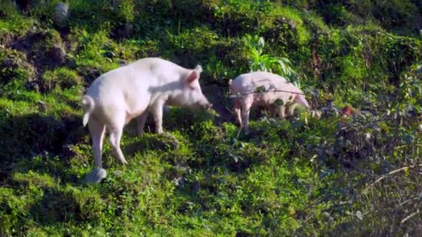 Een groot varken graast in de bergen en velden met biggen. — Stockvideo