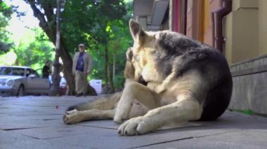 Bir sokak köpeği şehrin kaldırımında ya da yolunda yatıyor..
