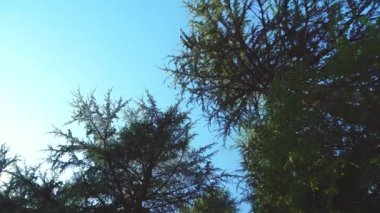 Yaprak döken orman ağaçları. Alt manzara. döndür.