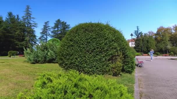 Hermosos árboles verdes en miniatura recortados en el jardín en el parque. — Vídeos de Stock