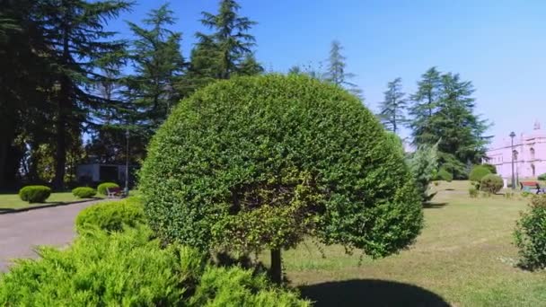 Hermosos árboles verdes en miniatura recortados en el jardín en el parque. — Vídeos de Stock