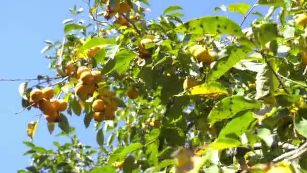 Dallarda hurma ağaçları ve olgun hurma ağaçları. — Stok video