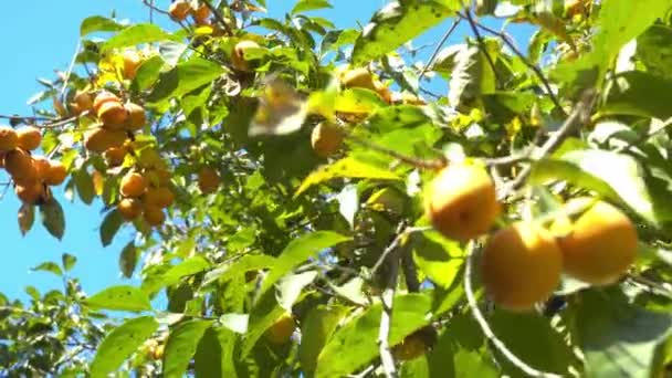 Persimmonboom en rijpe persimmons op de takken — Stockvideo
