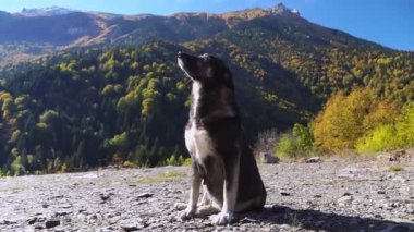 Başıboş bir köpek, bir adamın elini dağların arka planına doğru tutar. Kırsal alan.