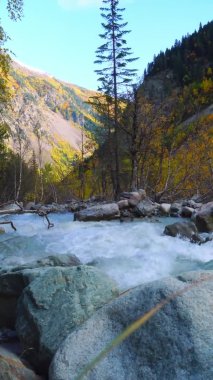 Sonbahar dağlarındaki dağ nehri. Çalkantılı bir akıntı. Georgia, Svaneti.