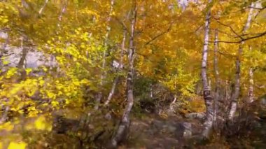 Ormandaki huş ağaçlarının gövdeleri arasında orman yolunda ilk kişi yürüyor..