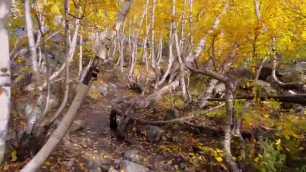 一人称は森の中の白樺の幹の間の森林道に沿って歩く. — ストック動画