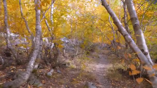 Promenade à la première personne le long de la route forestière entre troncs de bouleaux dans la forêt. — Video