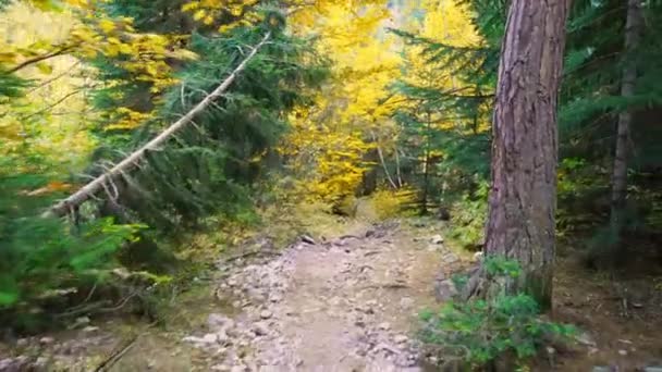 První osoba procházka po lesní cestě mezi kmeny stromů v lese. — Stock video