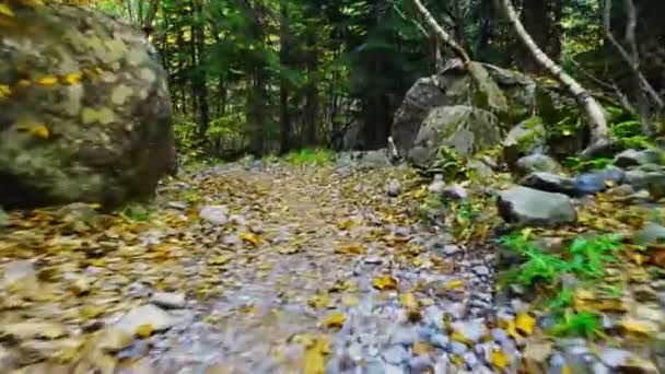 Ein Ego-Spaziergang auf einem Waldweg zwischen Baumstämmen im Wald. — Stockvideo