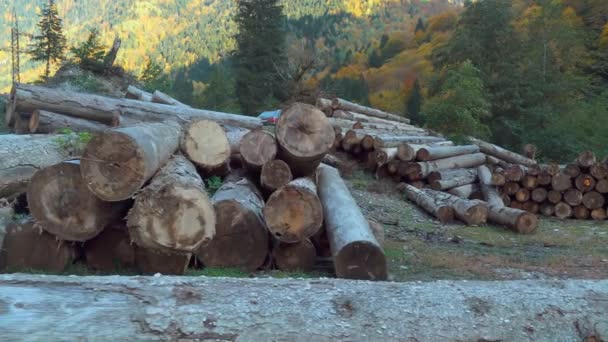 Stapel von Holzstämmen mitten in den Bergen. — Stockvideo