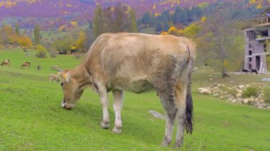 İnek kameraya bakar. Gürcistan 'daki dağlar, Svaneti,