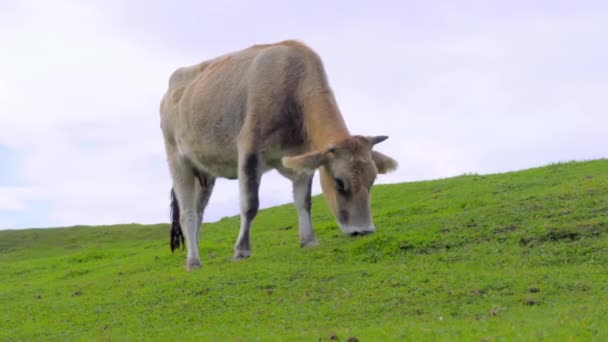 Kráva se podívá do kamery. hory v Gruzii, ve Svaneti, — Stock video