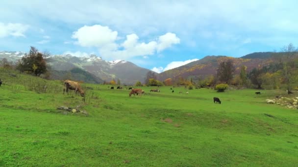 Koeien kijken in de camera. bergen in Georgië, in Svaneti, — Stockvideo